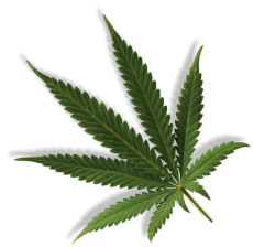 Cannabis Blatt
